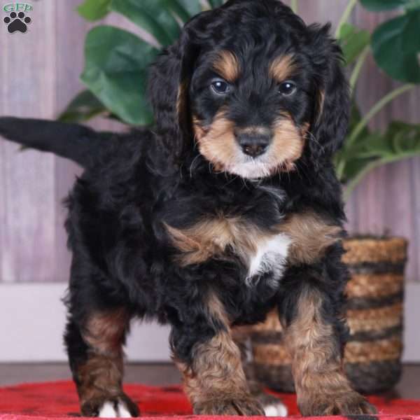 SCOUT, Mini Golden Mountain Doodle Puppy